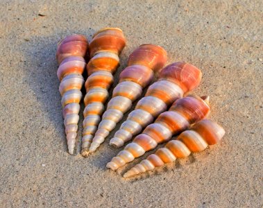 6 White And Brown Seashells On Sand At Daytime photo