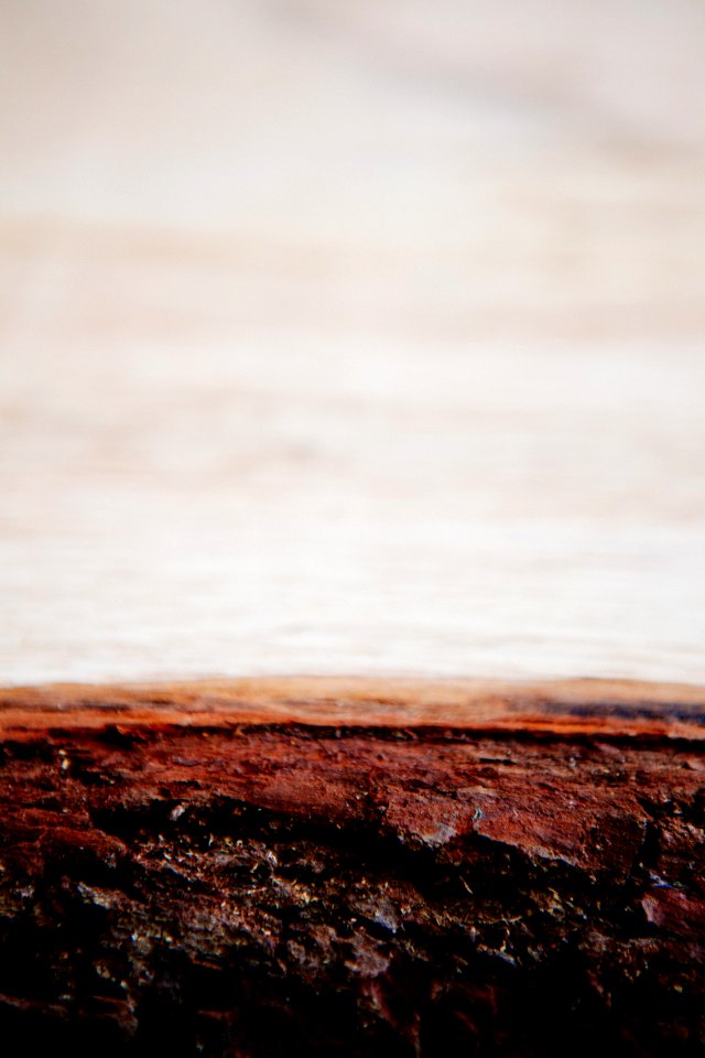 Tree Bark On Beach