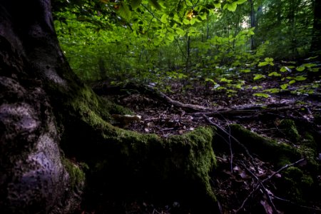 Green Leafed Tree