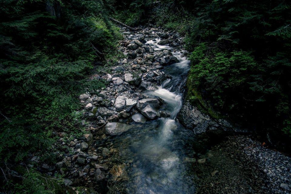 Dark Forest Stream