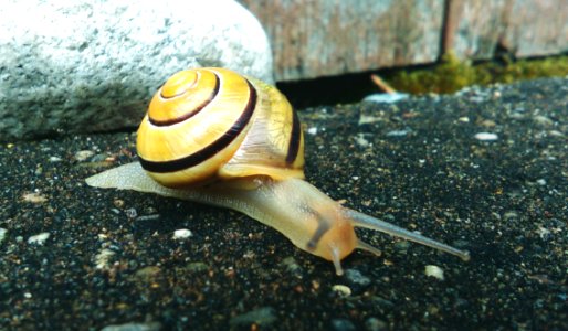 Brown And Beige Snail photo