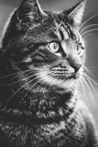 Greyscale Photography Of Tabby Cat photo
