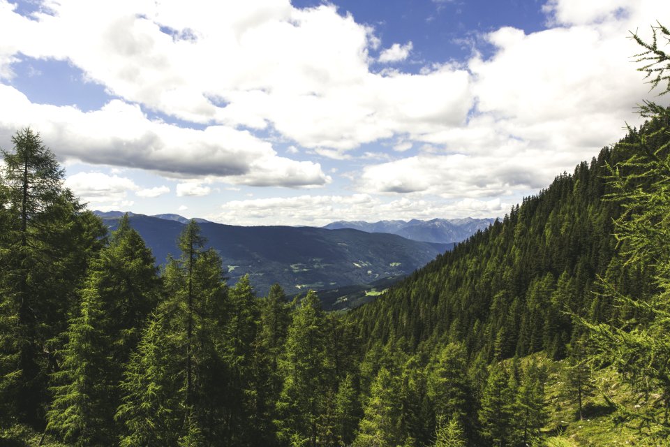 Pine Tress On The Mountain Landscape Photo During Daytime