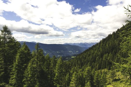 Pine Tress On The Mountain Landscape Photo During Daytime photo