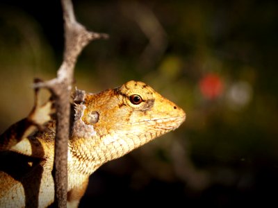 Shallow Focus Photography Of Yellow And White Lizard Clinging On Tree Branch photo