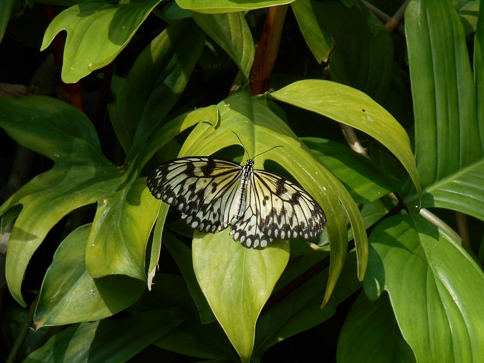 Floral insect wing