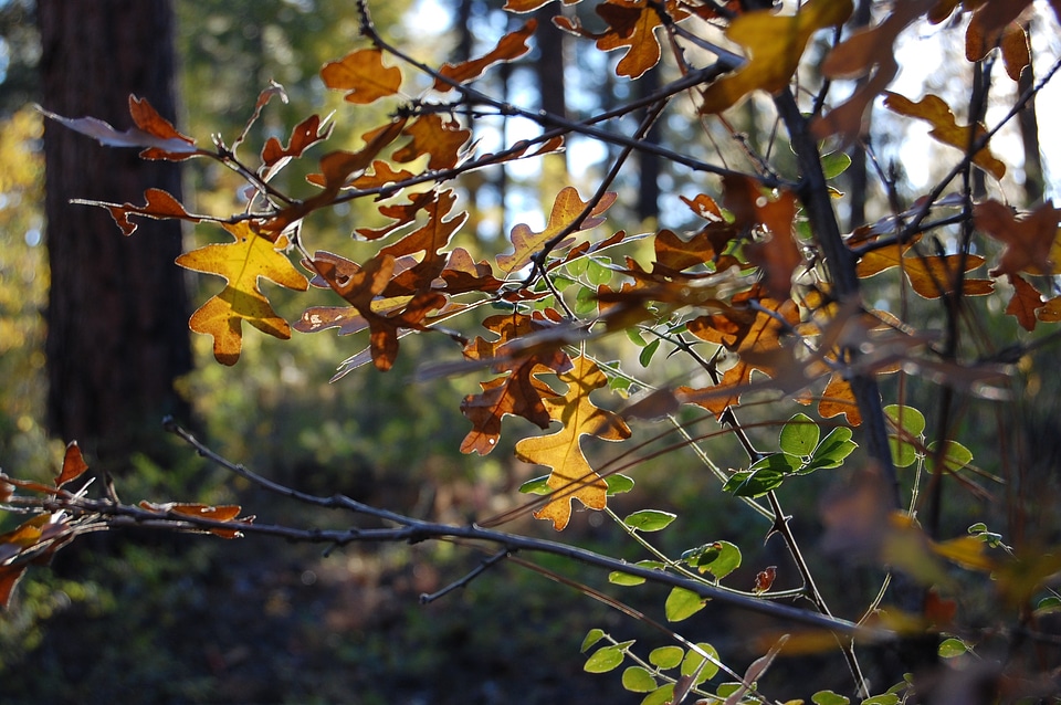 Autumn foliage fall