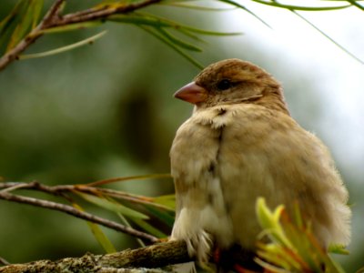 Sparrow In Tree photo