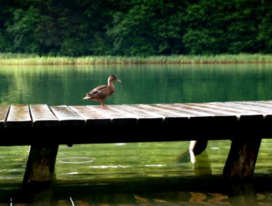 Duck On Wooden Dock At Daytime photo