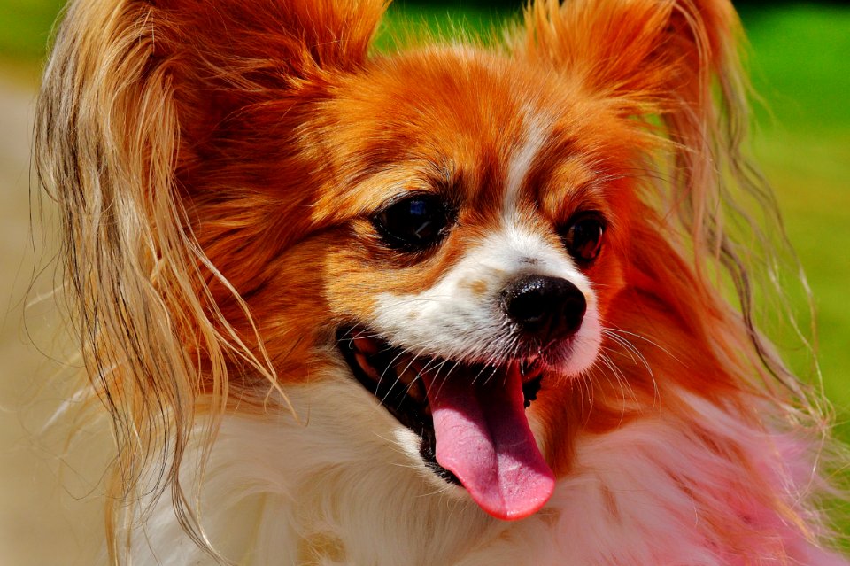 Red White Papillon