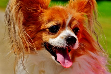 Red White Papillon