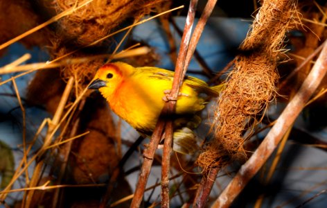 Closeup Photography Of Yellow Bird Perched photo