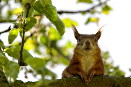 Brown Squirrel Closeup Photography