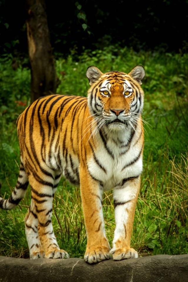 Tiger Standing On The Grey Concrete Pavement