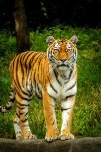 Tiger Standing On The Grey Concrete Pavement