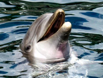 Dolphins Head In The Surface