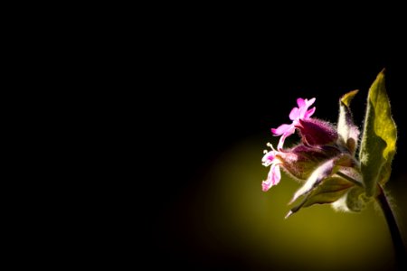 Low Pink Petal Flower With Green Leaves photo