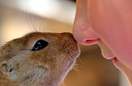 Close Up Photo Of Rodent And Person