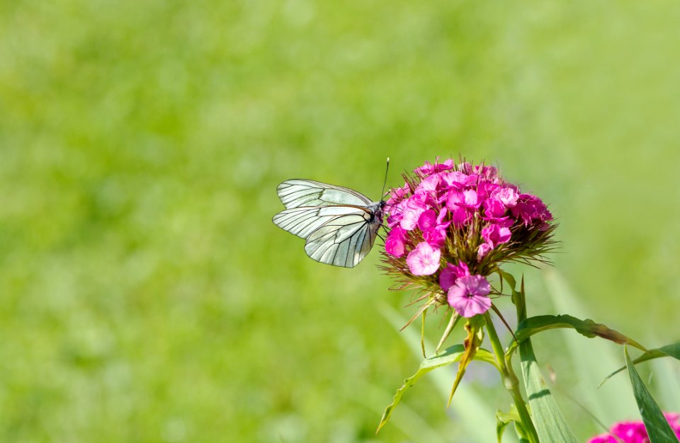 White Brown Butterfly Perched On Pink Flower