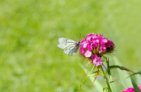 White Brown Butterfly Perched On Pink Flower photo
