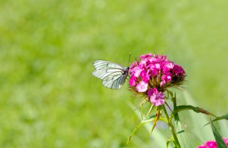White Brown Butterfly Perched On Pink Flower