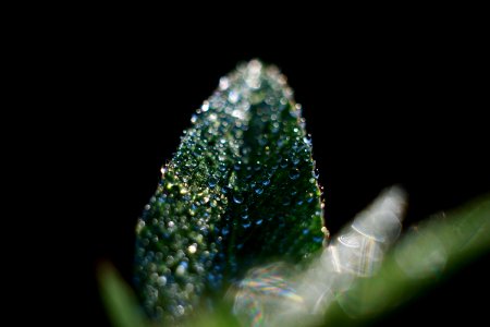 Dew Drops On Green Leaf
