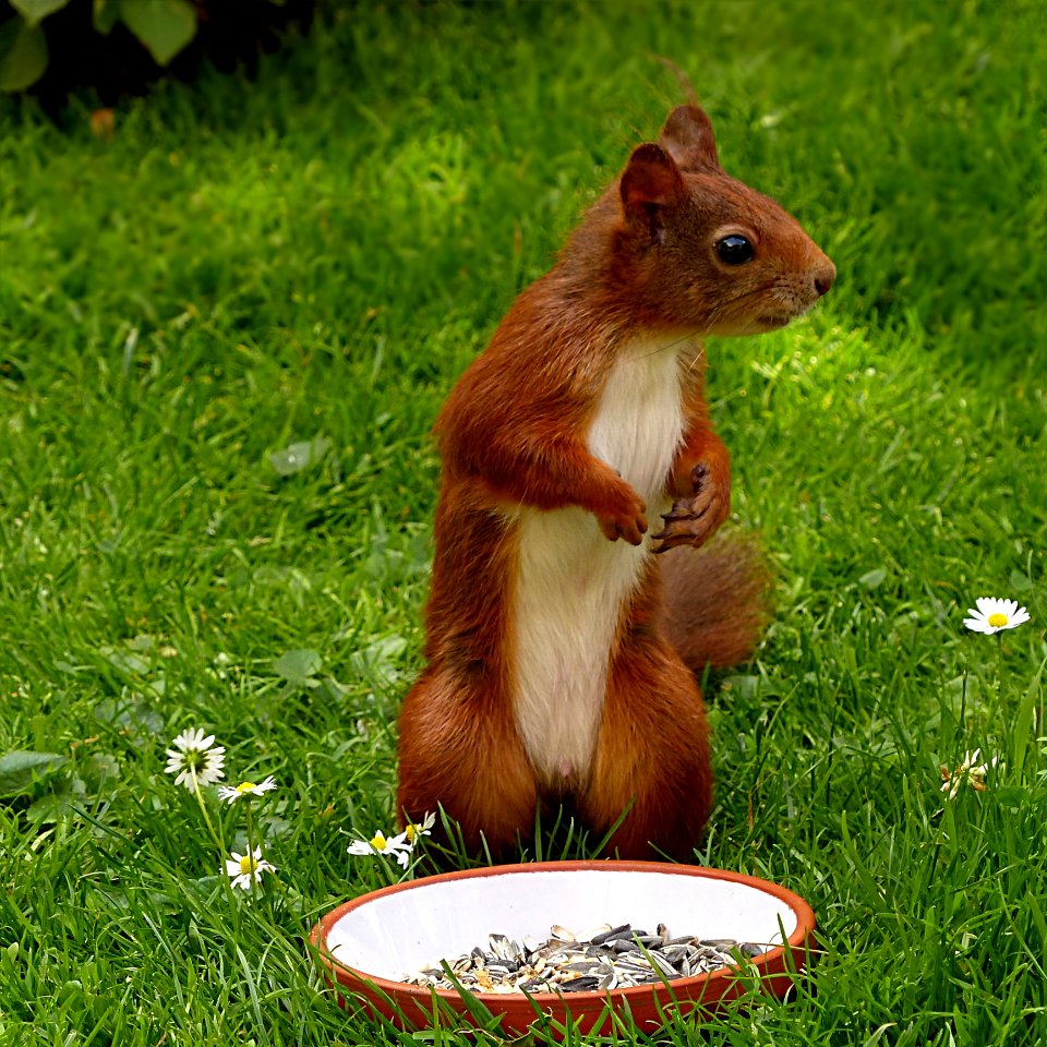 Brown And White Squirrel On Green Grass