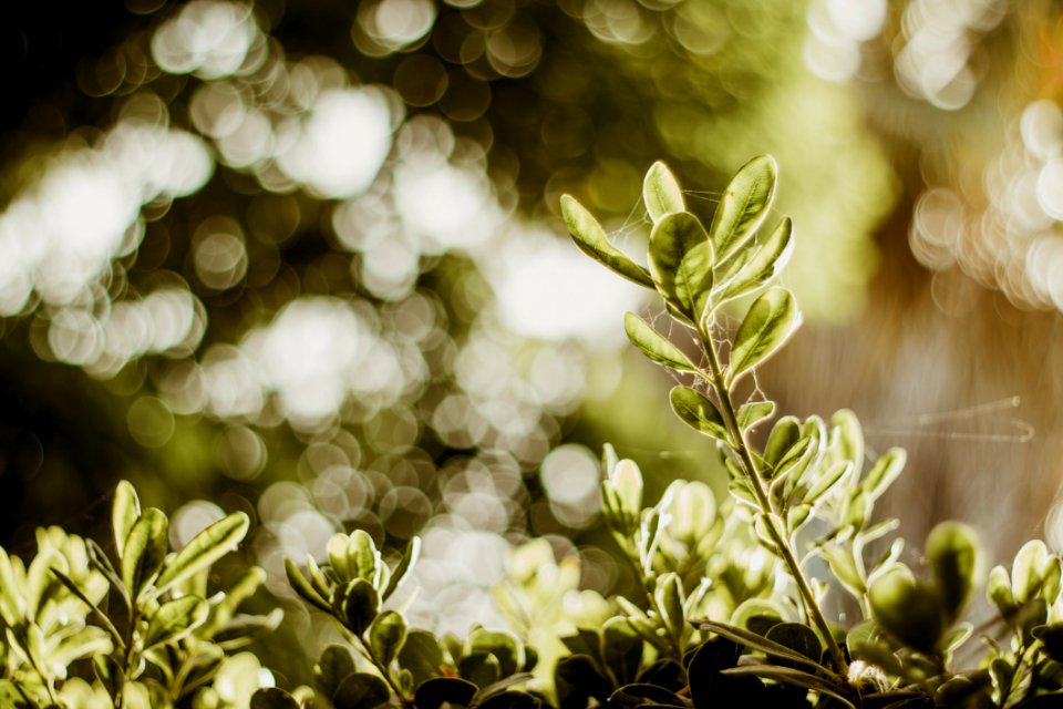 Selective Photograph Of Green Plants At Daytime