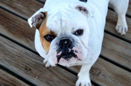 White And Brown Bulldog On Brown Wood Planks photo