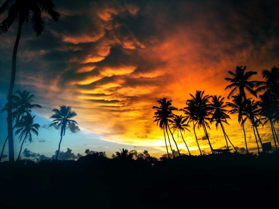 Silhouette Of Coconut Trees Under Dark Clouds During Golden Hours photo