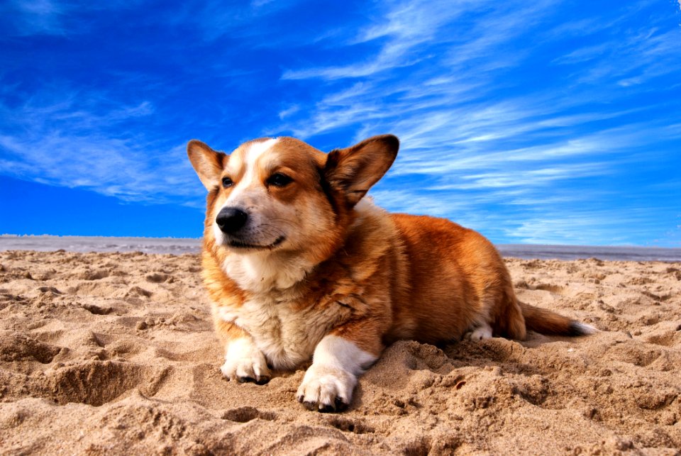 Pembroke Welsh Corgi Lying On The Sand Under White Cloud Blue Sky
