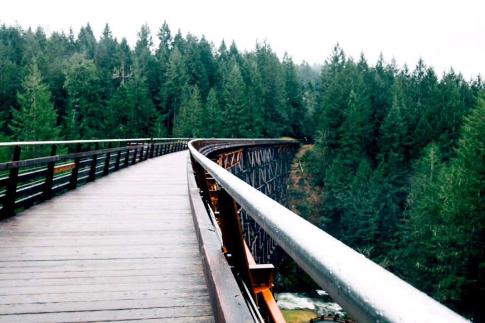 Green Pine Trees Next To A Wooden Bridge