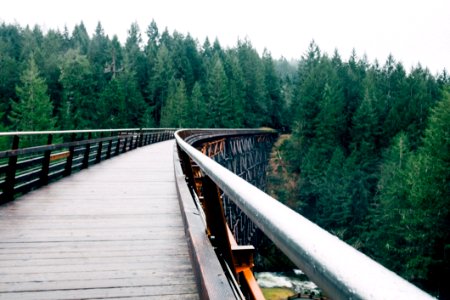 Green Pine Trees Next To A Wooden Bridge photo