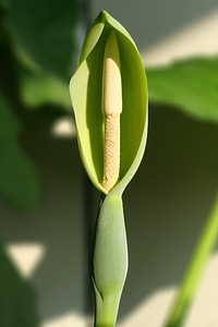 Flower bloom blooming