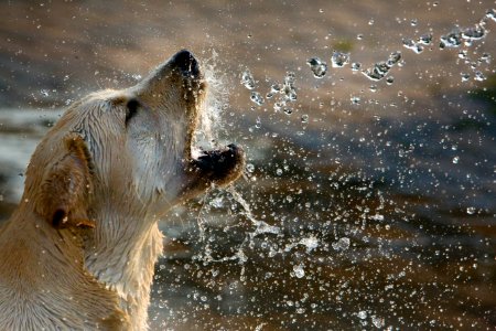 Brown Short Coated Dog Drinking Water photo