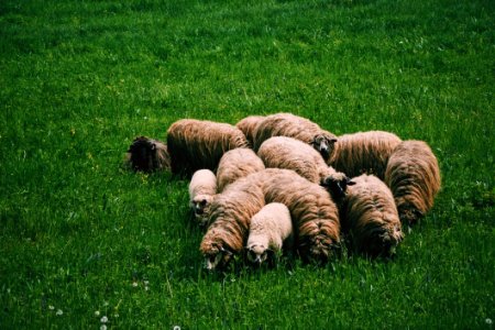 Flock Of Sheep On Green Grass On Field At Daytime photo