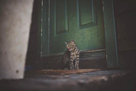 Silver Tabby Cat On Brown Doormat photo