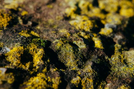 Moss On Rocks