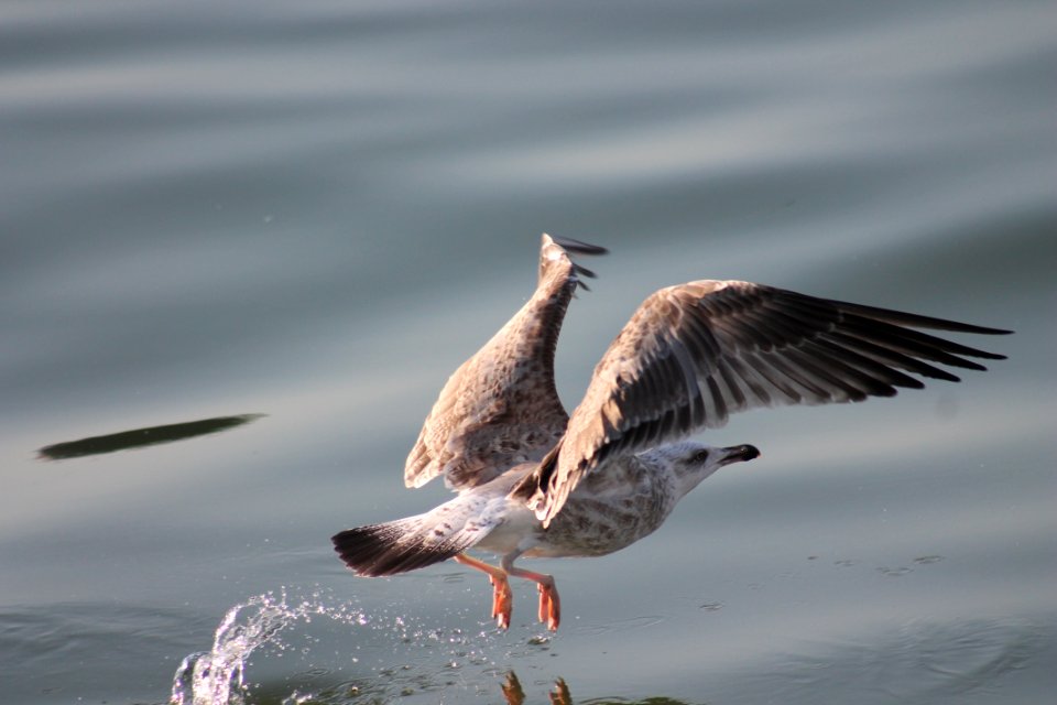 Seagull Over Water