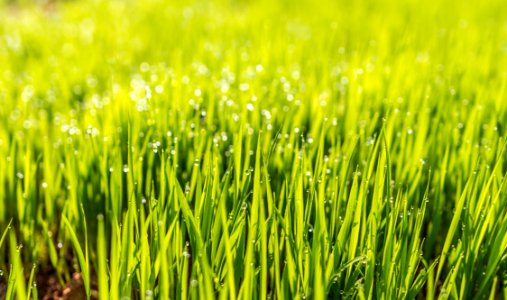 Selective Photo Of Green Grass