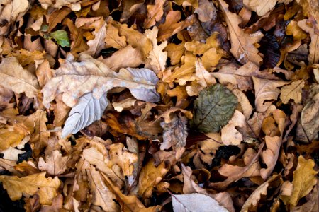 Brown Dried Leaf photo