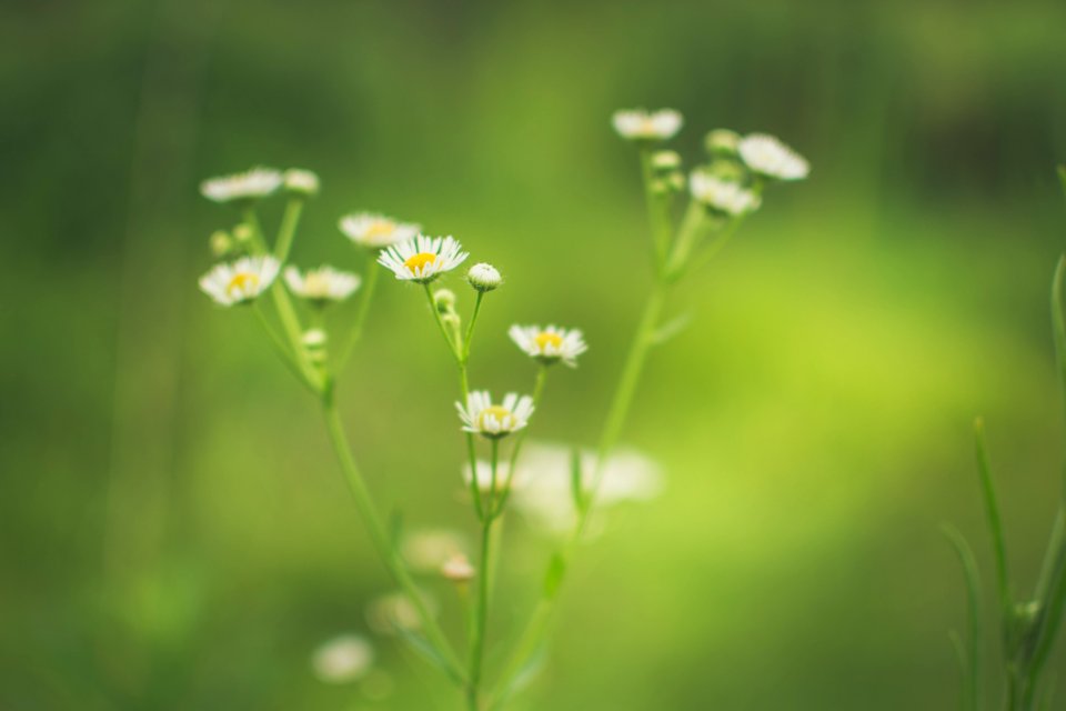 Daisies In Green Bokeh Background