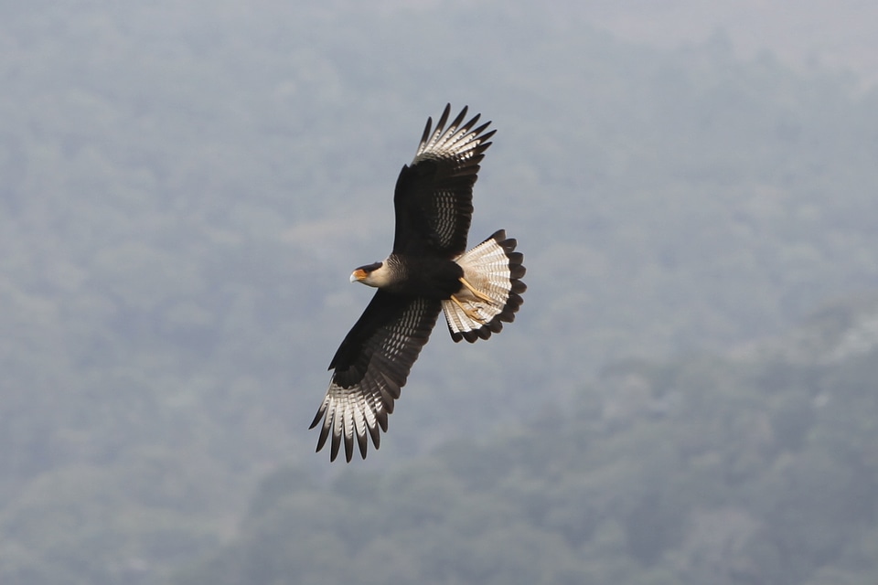 Prey animal nature