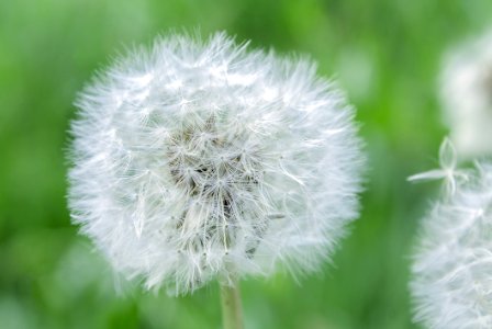 White Dandelion