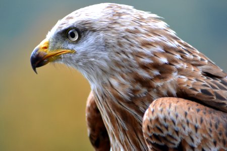 White And Brown Eagle photo
