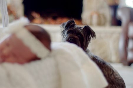 Dog Watching Baby While Sleeping