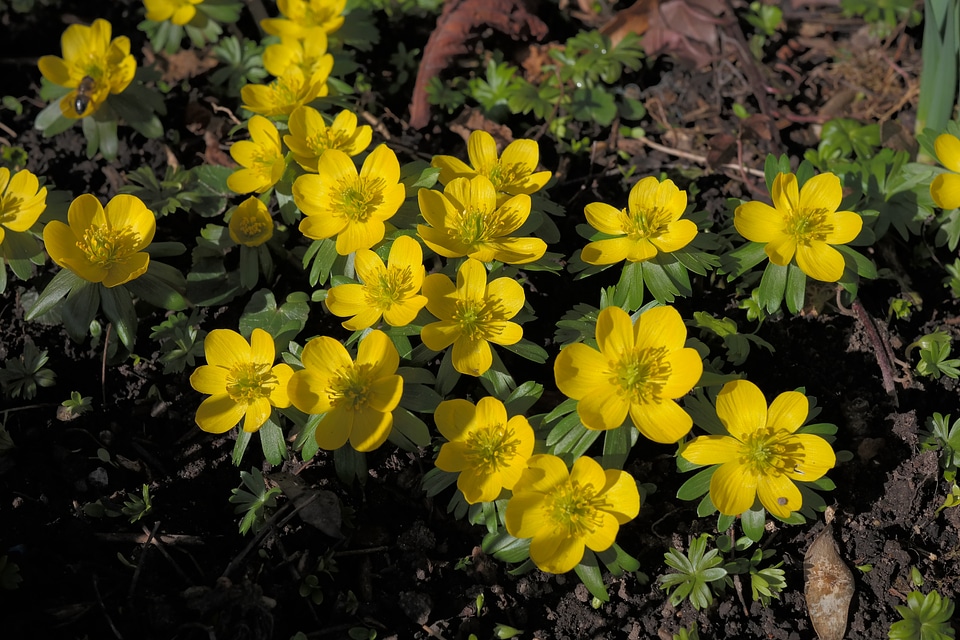 Bloom yellow eranthis hyemalis