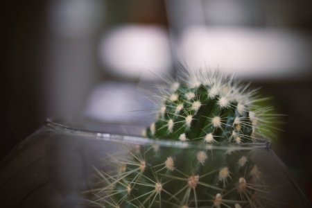 Green Cactus On Clear Glass Bowl photo