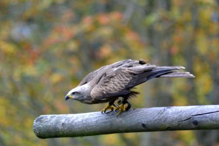 Grey Falcon Perched On Grey Branch In Selective Focus Photography