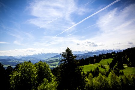 Grass Field Surrounded By Pine Trees photo